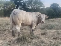 Bik, Charolais cattle — fotografija 5