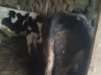 Bò đực, Russian Black pied cattle — ảnh 1
