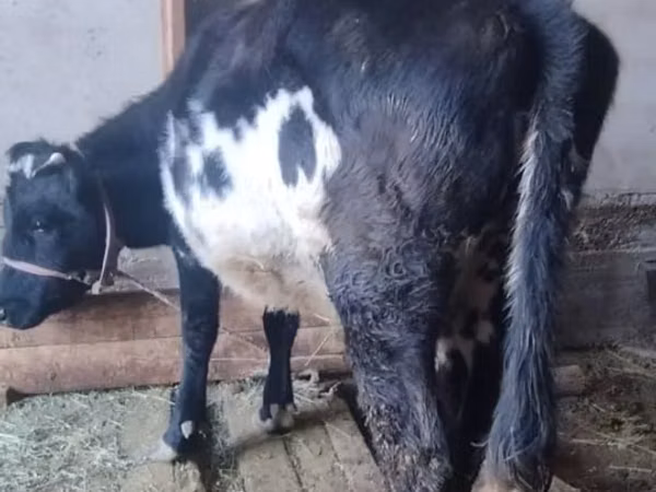 Cow, Russian Black pied cattle — Kazakhstan