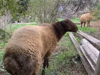 公羊, Sheep — 照片 1