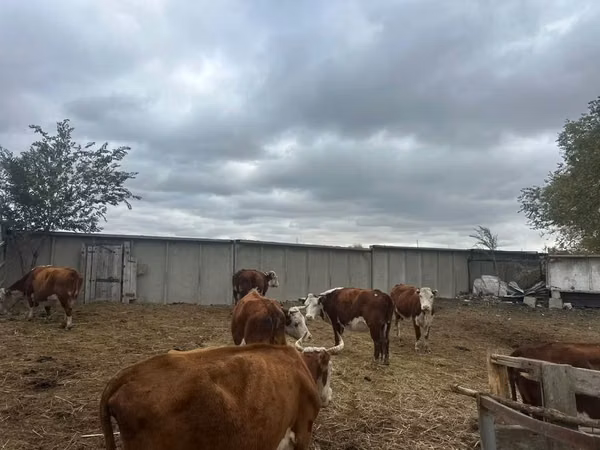 雌牛, Latvian Blue cattle — カザフスタン