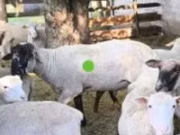 Ovan, White Suffolk sheep — fotografija 2
