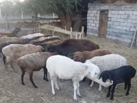 በጎች (ቡድን፣ ጾታ አልተጠቀሰም), Sheep — ፎቶ 4