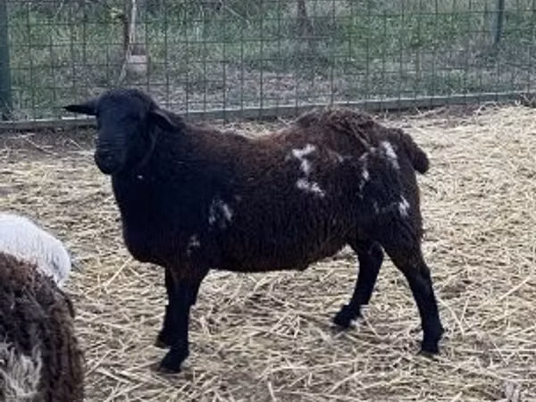 Ram, Dorper sheep