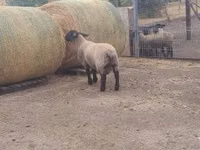 Ram, White Suffolk sheep — photo 2