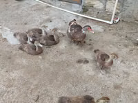 Ducks — photo 8