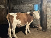 Toro, Simmental cattle — foto 1