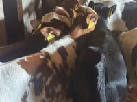 सांड, Simmental cattle — फ़ोटो 5