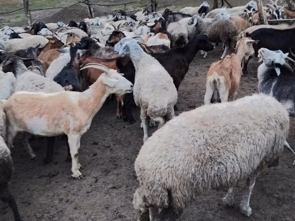 Sheep, Sheep — Moldova