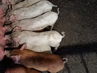 Sow, Pigs — photo 2