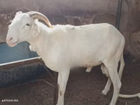 Widder, Touabire sheep — Foto 1