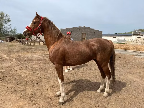 Horse (M), Arabian horse — Kazakhstan