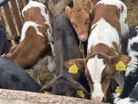 Үхэр (бүлэг, хүйс заагаагүй), Simmental cattle — 3 зураг