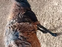 Ram, Sheep — photo 3