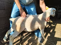 قوچ, Dorper sheep — عکس 4