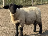 Ram, White Suffolk sheep — photo 1