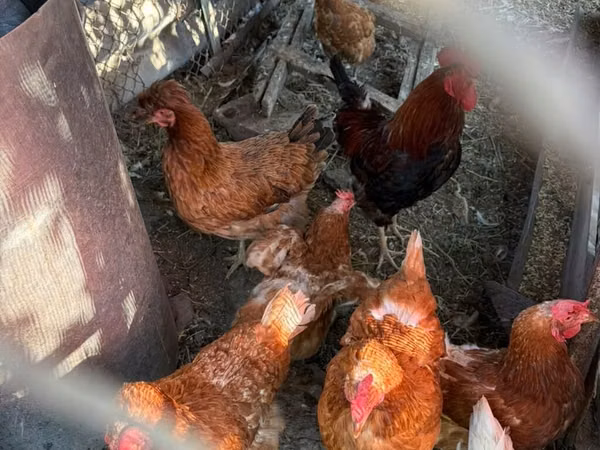 Chickens — Kyrgyzstan