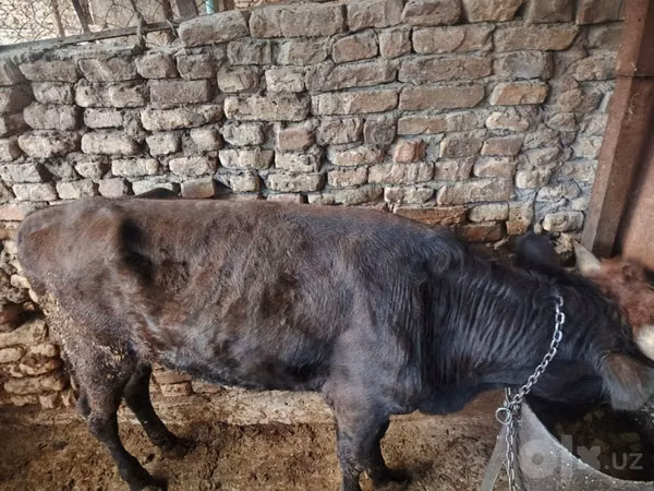 सांड, मवेशी — उज़्बेकिस्तान