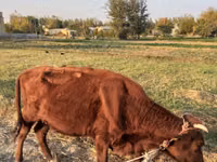 Krowa, Bydło — zdjęcie 2
