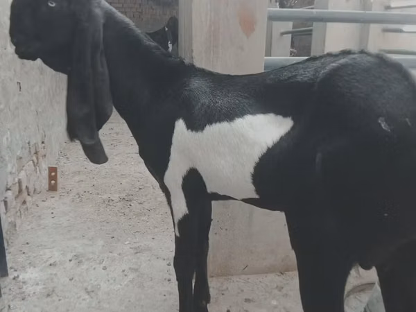 Billy Goat, Barbari goats — Pakistan