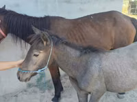 Kuda betina, Horses — foto 7