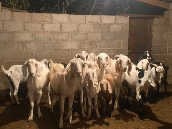 Goat, Beetal goats — Kyrgyzstan
