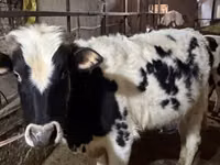Бик, Russian Black pied cattle — фото 2