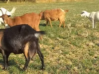 Goat, Alpine goat — photo 4