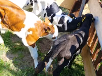 โคเนื้อ (เป็นล็อต, ไม่ระบุเพศ), Russian Black pied cattle — รูปภาพ 3