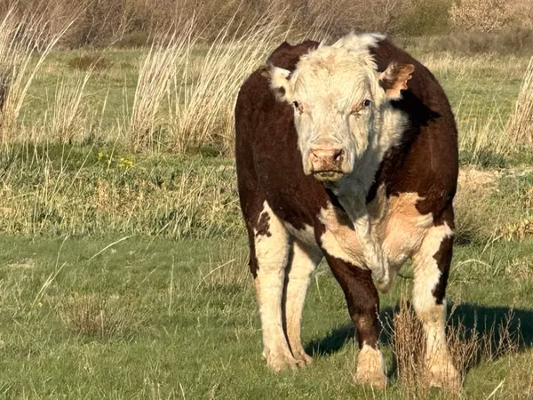 Cow, Kazakh White-headed cow — Kazakhstan