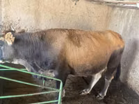 Cow, Limousin cow — photo 3