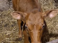 Bulle, Simmental cattle — Foto 7