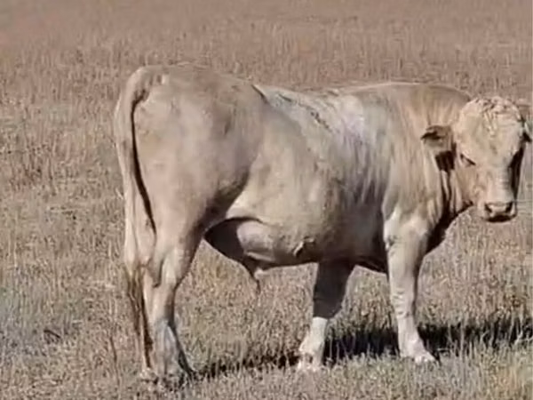 雄牛, Swiss cattle