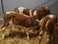 Bydło (partia, płeć nieokreślona), Simmental cattle — zdjęcie 3