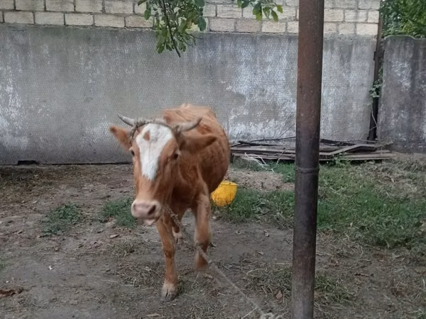 İnək, Vəhşi jak