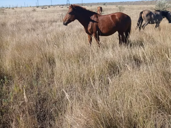 Mare, Horses — Kazakhstan