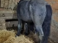 Horse (M), Belgian Draught — photo 2