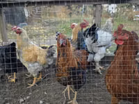 Chickens — عکس 2