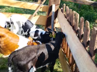 گاو و گوساله (گروه، جنسیت مشخص نشده), Russian Black pied cattle — عکس 2