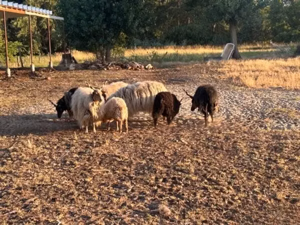 Ram, Racka sheep — Hungary