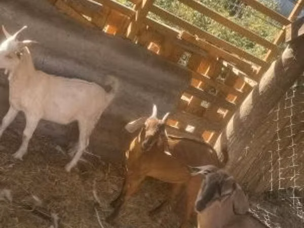 Goat, Goats