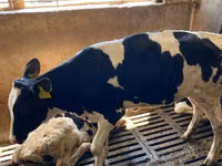 母牛, Holstein breed — 照片 2