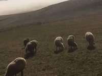 Sheep, Sheep — photo 2