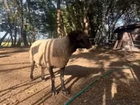 Ram, White Suffolk sheep — photo 3