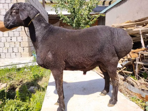 Ram, Blackheaded Persian sheep