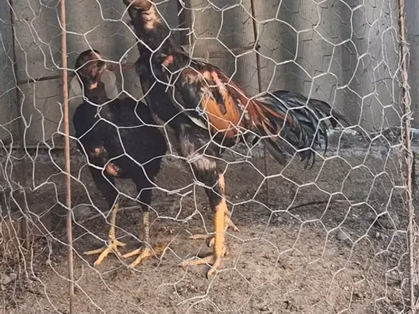 Chickens — 阿塞拜疆