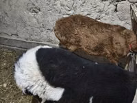 Ram, Sheep — photo 2