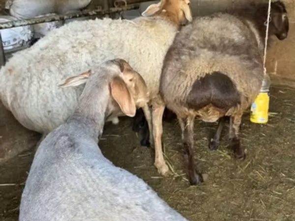 በግ, Sheep