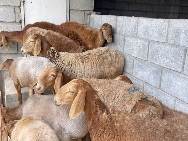 Sheep, Sheep — Kyrgyzstan