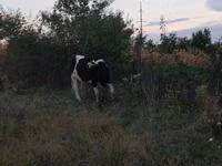 Cow, Cattle — photo 4